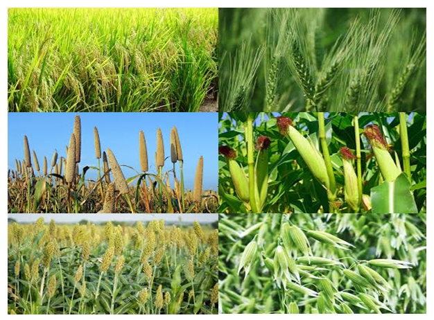 Krishi Expert | Agriculture Knowledge for all !